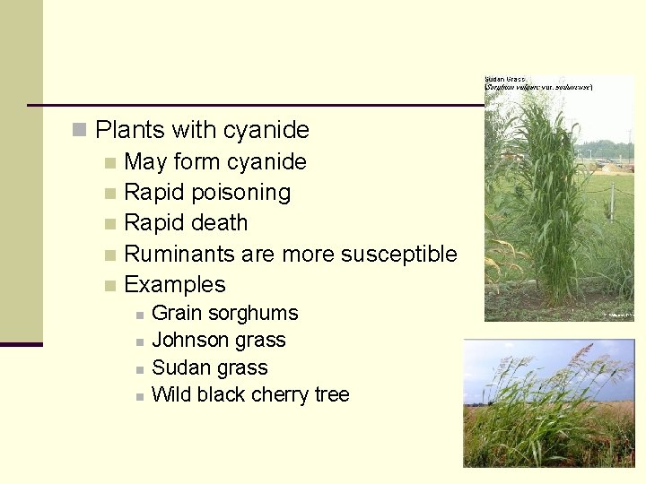 n Plants with cyanide n May form cyanide n Rapid poisoning n Rapid death