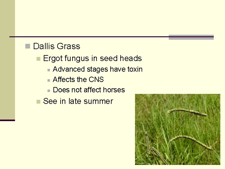 n Dallis Grass n Ergot fungus in seed heads n n Advanced stages have