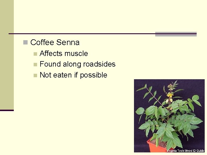 n Coffee Senna n Affects muscle n Found along roadsides n Not eaten if