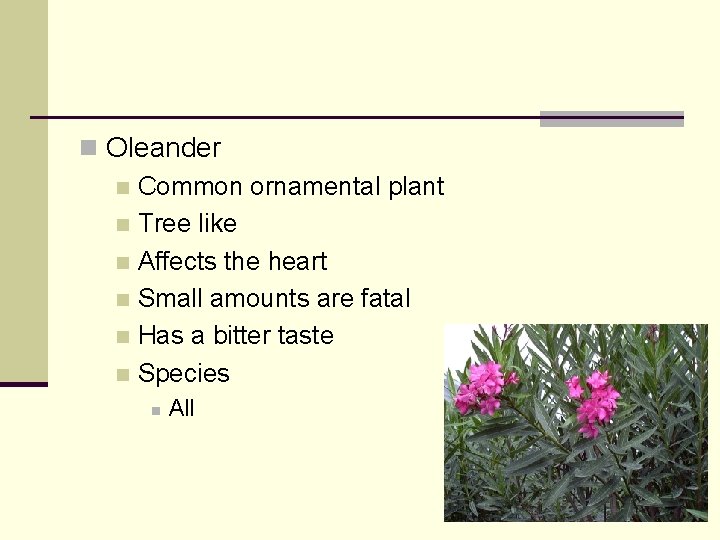 n Oleander n Common ornamental plant n Tree like n Affects the heart n