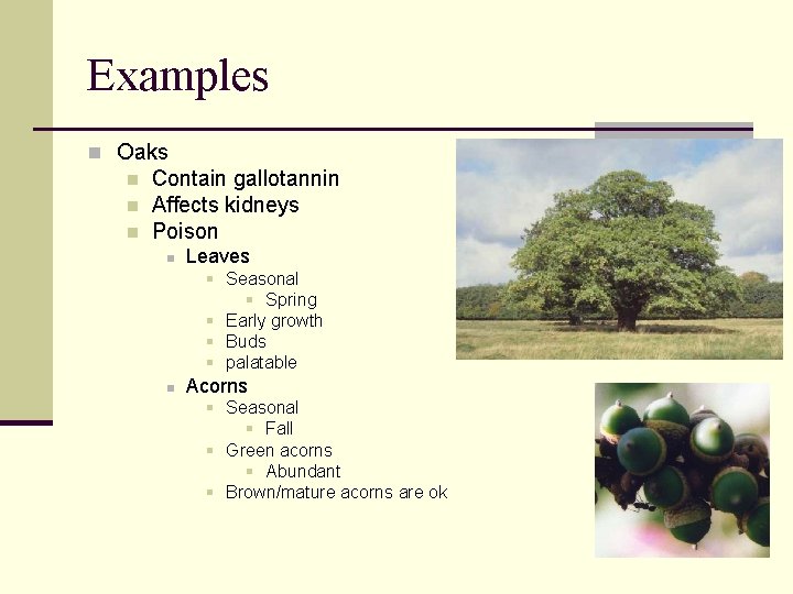 Examples n Oaks n n n Contain gallotannin Affects kidneys Poison n Leaves §