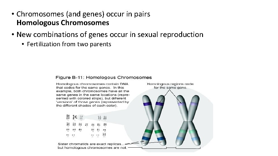  • Chromosomes (and genes) occur in pairs Homologous Chromosomes • New combinations of