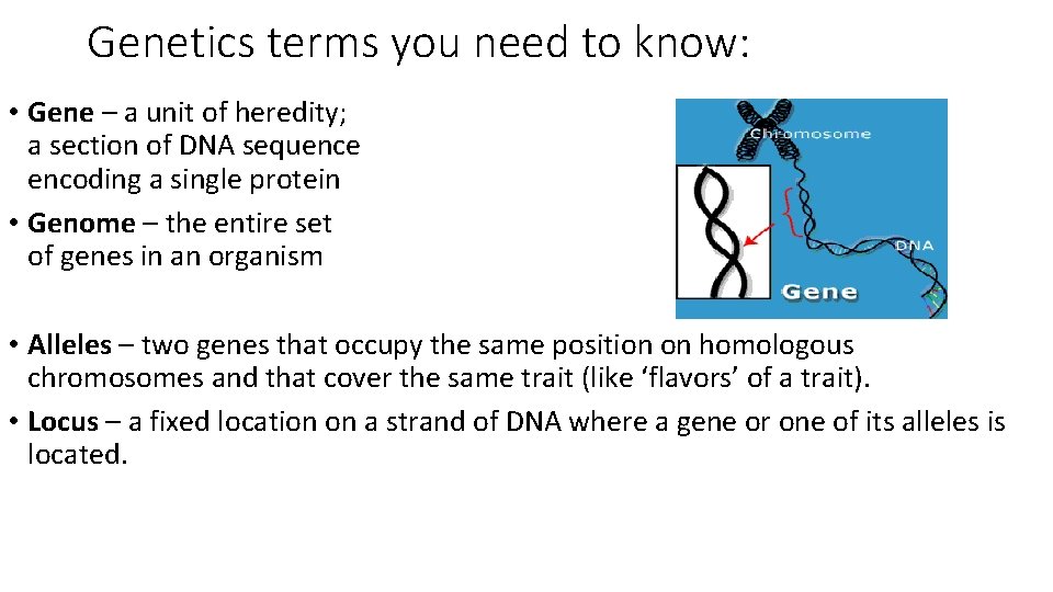 Genetics terms you need to know: • Gene – a unit of heredity; a