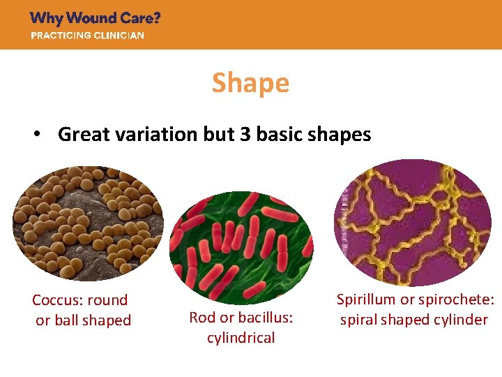 Shape • Great variation but 3 basic shapes Coccus: round or ball shaped Rod