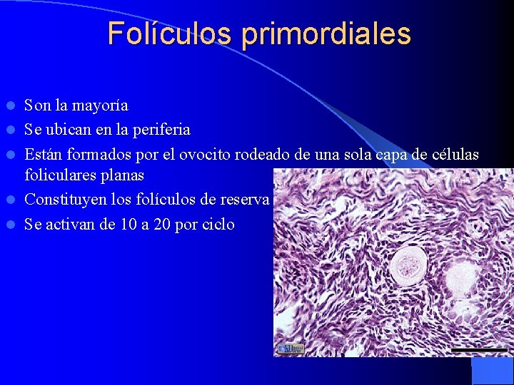 Folículos primordiales l l l Son la mayoría Se ubican en la periferia Están