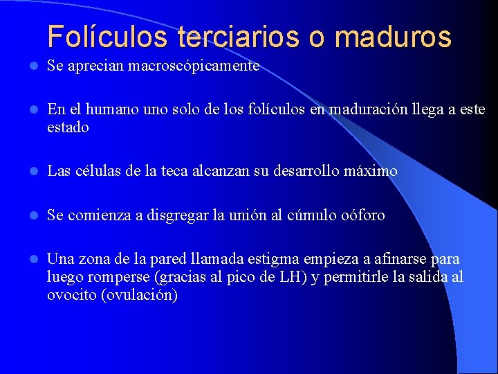 Folículos terciarios o maduros l Se aprecian macroscópicamente l En el humano uno solo