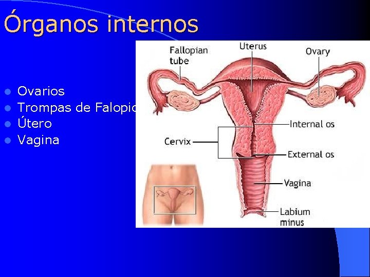 Órganos internos Ovarios l Trompas de Falopio l Útero l Vagina l 