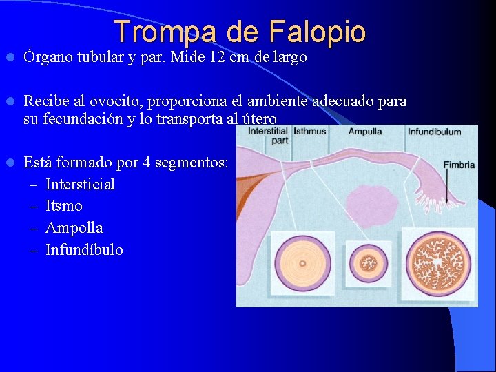 Trompa de Falopio l Órgano tubular y par. Mide 12 cm de largo l