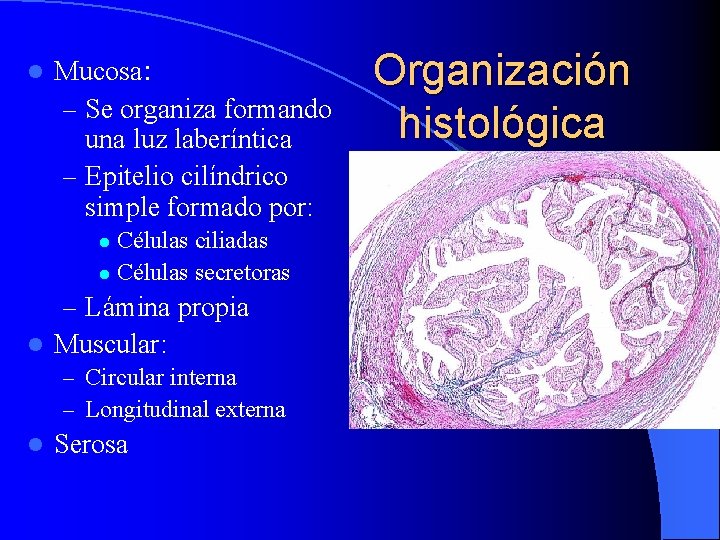 l Mucosa: – Se organiza formando una luz laberíntica – Epitelio cilíndrico simple formado