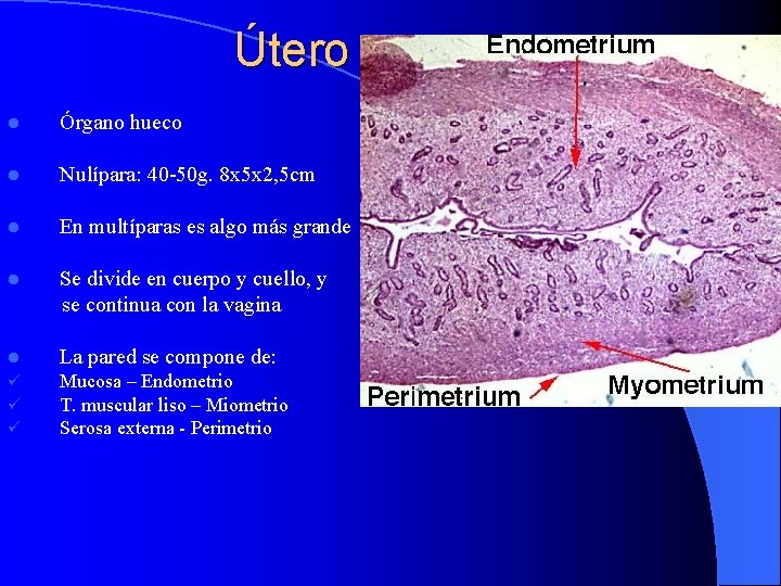Útero l Órgano hueco l Nulípara: 40 -50 g. 8 x 5 x 2,
