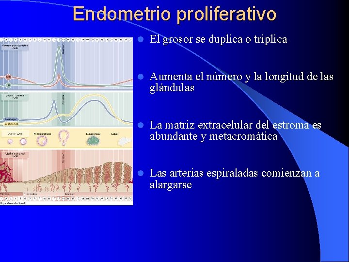 Endometrio proliferativo l El grosor se duplica o triplica l Aumenta el número y