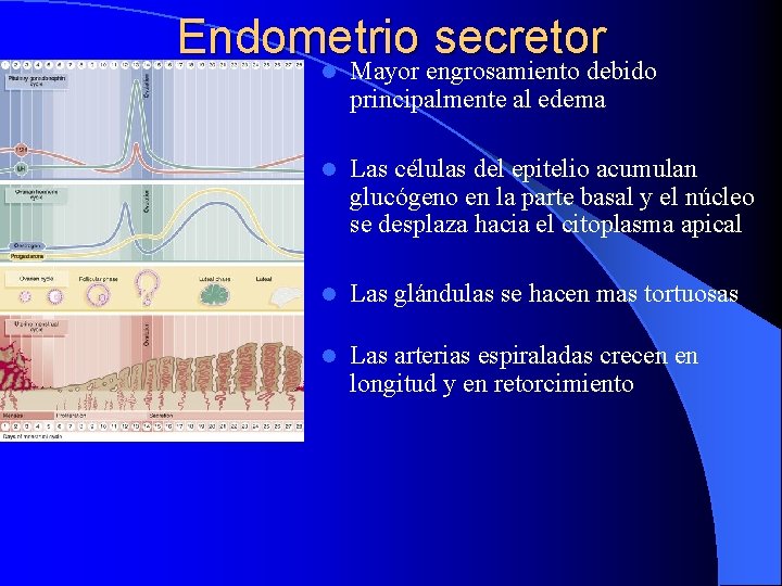 Endometrio secretor l Mayor engrosamiento debido principalmente al edema l Las células del epitelio