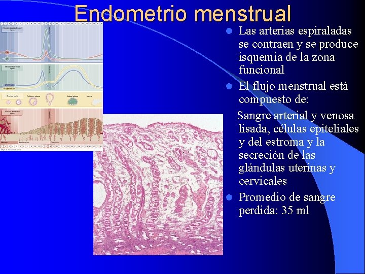 Endometrio menstrual Las arterias espiraladas se contraen y se produce isquemia de la zona