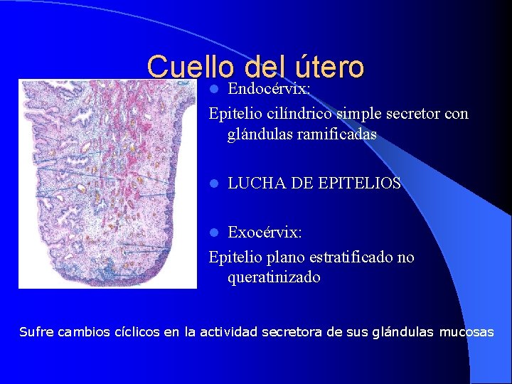 Cuello del útero l Endocérvix: Epitelio cilíndrico simple secretor con glándulas ramificadas l LUCHA