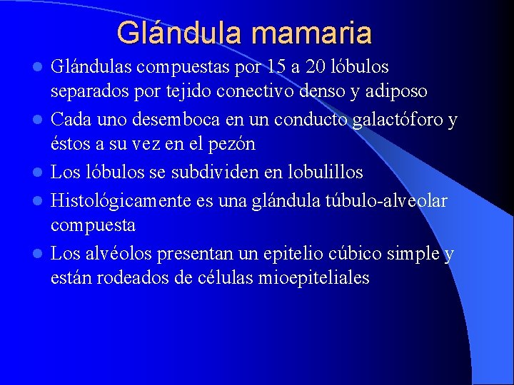 Glándula mamaria l l l Glándulas compuestas por 15 a 20 lóbulos separados por