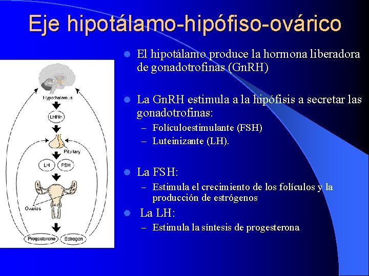 Eje hipotálamo-hipófiso-ovárico l El hipotálamo produce la hormona liberadora de gonadotrofinas (Gn. RH) l