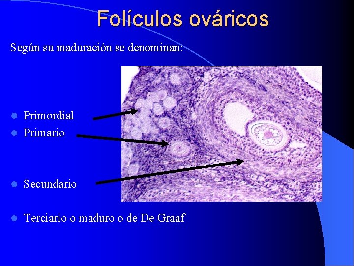 Folículos ováricos Según su maduración se denominan: Primordial l Primario l l Secundario l