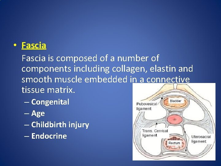 • Fascia is composed of a number of components including collagen, elastin and • Fascia is composed of a number of components including collagen, elastin and