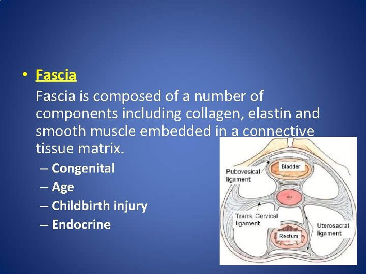  • Fascia is composed of a number of components including collagen, elastin and
