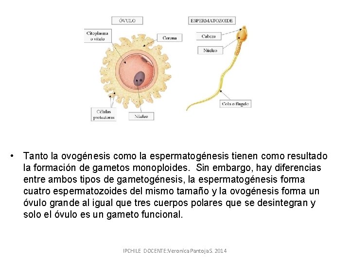  • Tanto la ovogénesis como la espermatogénesis tienen como resultado la formación de
