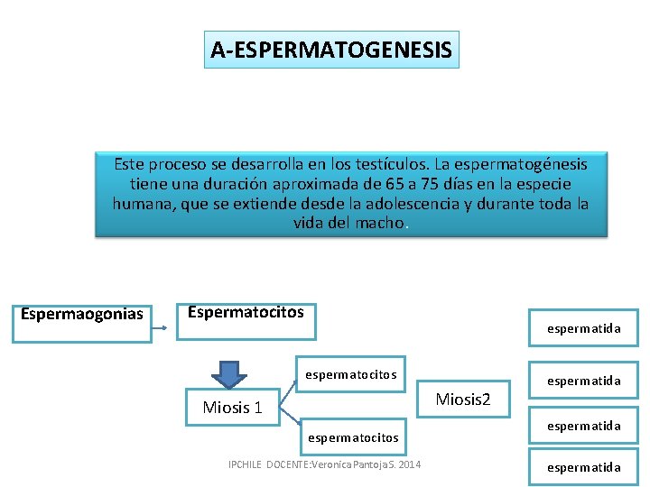 A-ESPERMATOGENESIS Este proceso se desarrolla en los testículos. La espermatogénesis tiene una duración aproximada