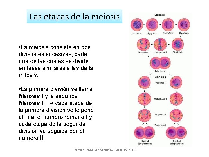 Las etapas de la meiosis • La meiosis consiste en dos divisiones sucesivas, cada