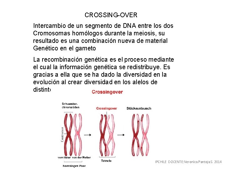 CROSSING-OVER Intercambio de un segmento de DNA entre los dos Cromosomas homólogos durante la