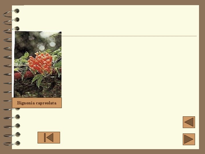 Bignonia capreolata Bignonia capreolata