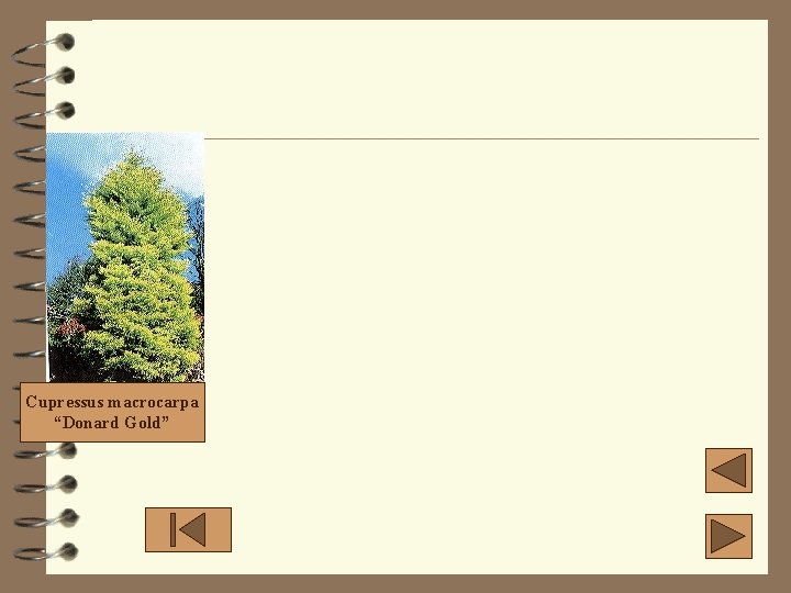 Cupressus macrocarpa “Donard Gold” Cupressus macrocarpa “Donard Gold”