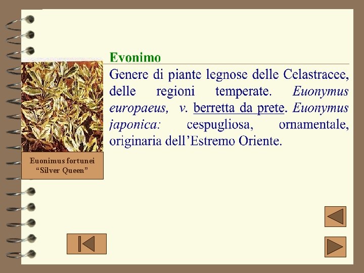 Euonimus fortunei “Silver Queen” Euonimus fortunei “Silver Queen”