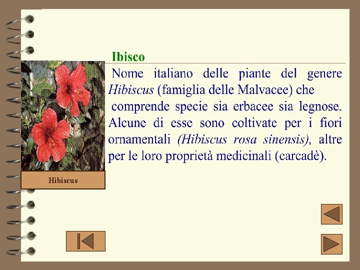 Hibiscus 