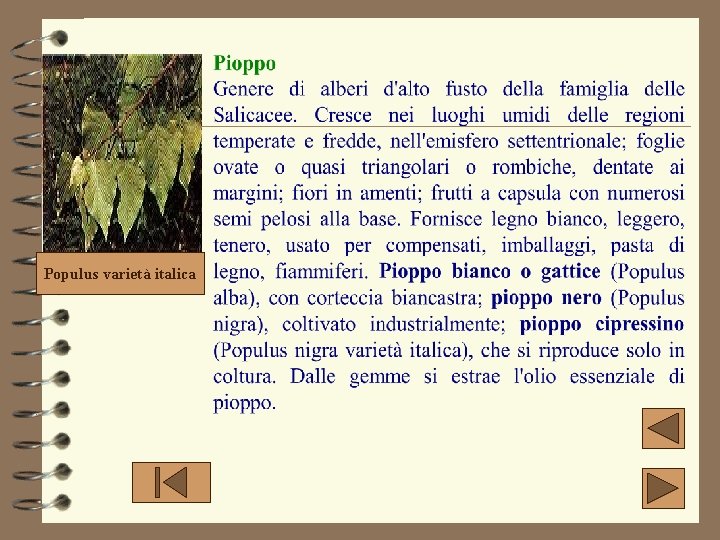 Populus varietà italica 