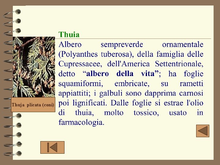 Thuja plicata (coni) 