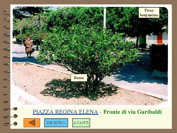 Ficus benjamina Bosso PIAZZA REGINA ELENA - Fronte di via Garibaldi INDIETRO AVANTI Ficus benjamina Bosso PIAZZA REGINA ELENA - Fronte di via Garibaldi INDIETRO AVANTI