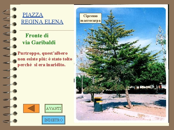 PIAZZA REGINA ELENA Fronte di via Garibaldi Purtroppo, quest’albero non esiste più: è stato