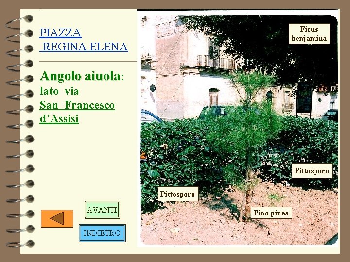 Ficus benjamina PIAZZA REGINA ELENA Angolo aiuola: lato via San Francesco d’Assisi Pittosporo AVANTI