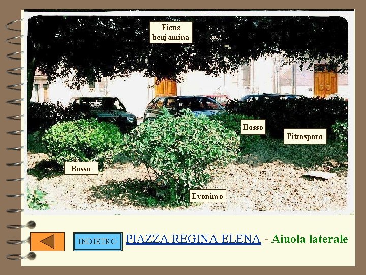 Ficus benjamina Bosso Pittosporo Bosso Evonimo INDIETRO PIAZZA REGINA ELENA - Aiuola laterale 