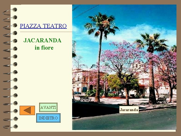 PIAZZA TEATRO JACARANDA in fiore AVANTI INDIETRO Jacaranda 