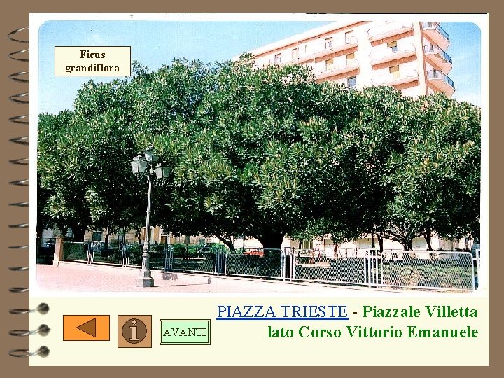 Ficus grandiflora AVANTI PIAZZA TRIESTE - Piazzale Villetta lato Corso Vittorio Emanuele Ficus grandiflora AVANTI PIAZZA TRIESTE - Piazzale Villetta lato Corso Vittorio Emanuele