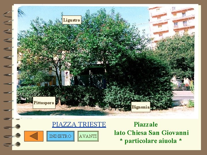 Ligustro Pittosporo Bignonia PIAZZA TRIESTE INDIETRO AVANTI Piazzale lato Chiesa San Giovanni * particolare