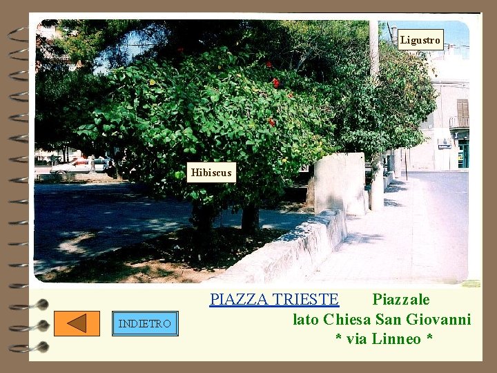 Ligustro Hibiscus INDIETRO PIAZZA TRIESTE Piazzale lato Chiesa San Giovanni * via Linneo *