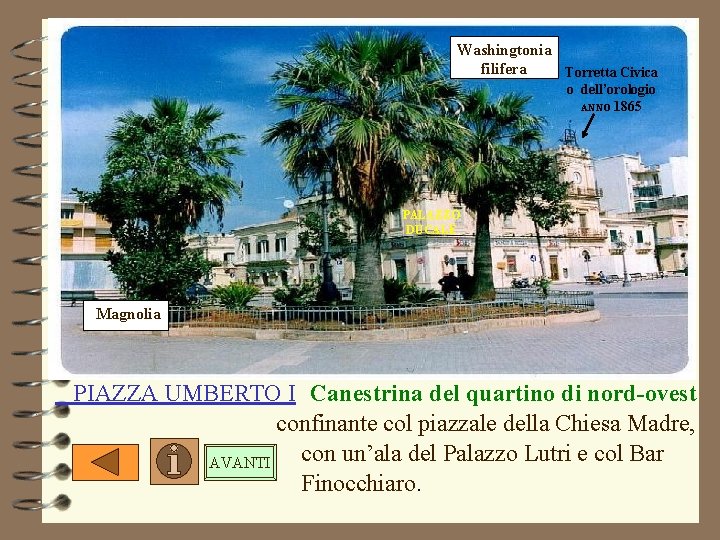 Washingtonia filifera Torretta Civica o dell’orologio ANNO 1865 PALAZZO DUCALE Magnolia PIAZZA UMBERTO I Washingtonia filifera Torretta Civica o dell’orologio ANNO 1865 PALAZZO DUCALE Magnolia PIAZZA UMBERTO I