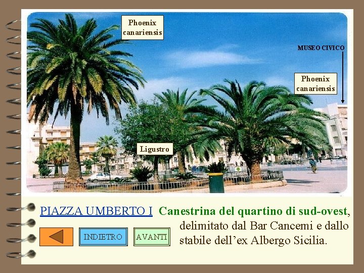 Phoenix canariensis MUSEO CIVICO Phoenix canariensis Ligustro PIAZZA UMBERTO I Canestrina del quartino di Phoenix canariensis MUSEO CIVICO Phoenix canariensis Ligustro PIAZZA UMBERTO I Canestrina del quartino di