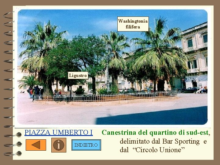 Washingtonia filifera Ligustro PIAZZA UMBERTO I INDIETRO Canestrina del quartino di sud-est, delimitato dal