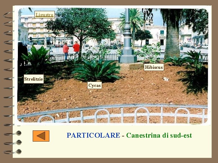 Ligustro Hibiscus Strelitzie Cycas PARTICOLARE - Canestrina di sud-est Ligustro Hibiscus Strelitzie Cycas PARTICOLARE - Canestrina di sud-est