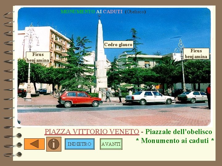 MONUMENTO AI CADUTI (Obelisco) Cedro glauco Ficus benjamina PIAZZA VITTORIO VENETO - Piazzale dell’obelisco