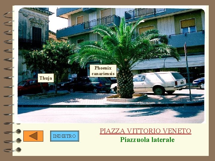 Phoenix canariensis Thuja INDIETRO PIAZZA VITTORIO VENETO Piazzuola laterale Phoenix canariensis Thuja INDIETRO PIAZZA VITTORIO VENETO Piazzuola laterale