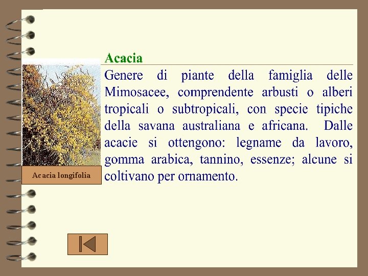 Acacia longifolia 