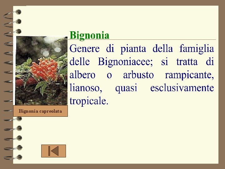 Bignonia capreolata 