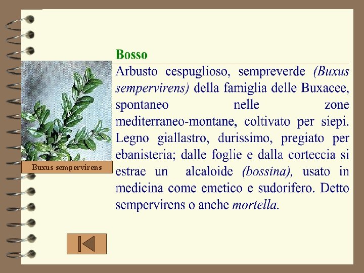 Buxus sempervirens Buxus sempervirens